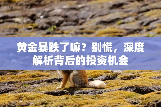 黄金暴跌了嘛？别慌，深度解析背后的投资机会