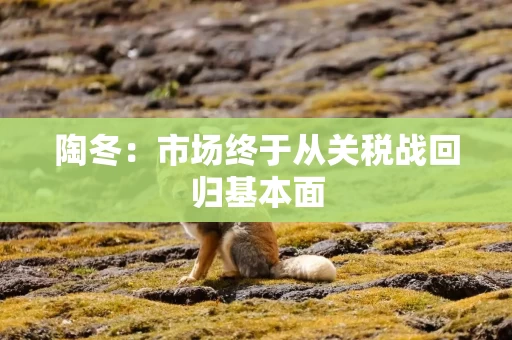陶冬：市场终于从关税战回归基本面