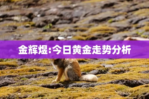 金辉煜:今日黄金走势分析
