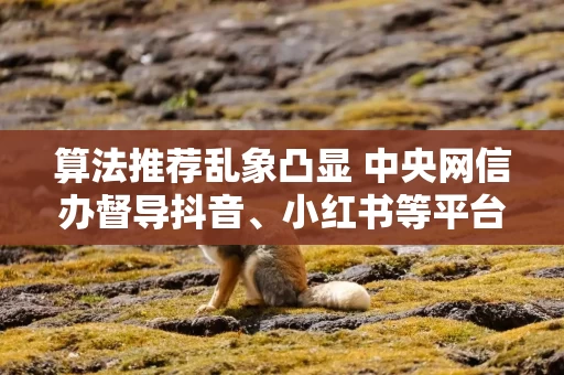 算法推荐乱象凸显 中央网信办督导抖音、小红书等平台优化调整