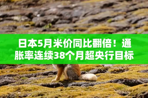 日本5月米价同比翻倍！通胀率连续38个月超央行目标 加息压力犹存