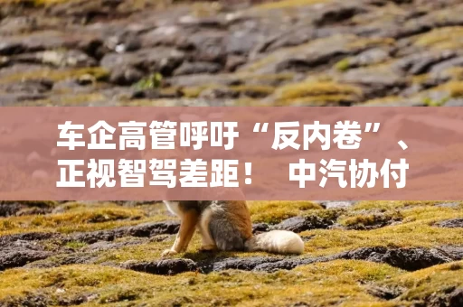车企高管呼吁“反内卷”、正视智驾差距！  中汽协付炳锋：全行业将平稳运行 告别“多事之秋”