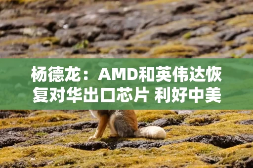 杨德龙：AMD和英伟达恢复对华出口芯片 利好中美高科技产业