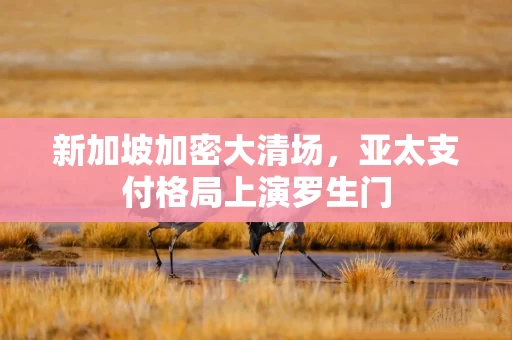 新加坡加密大清场，亚太支付格局上演罗生门