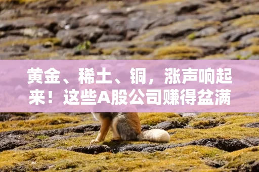 黄金、稀土、铜，涨声响起来！这些A股公司赚得盆满钵满……