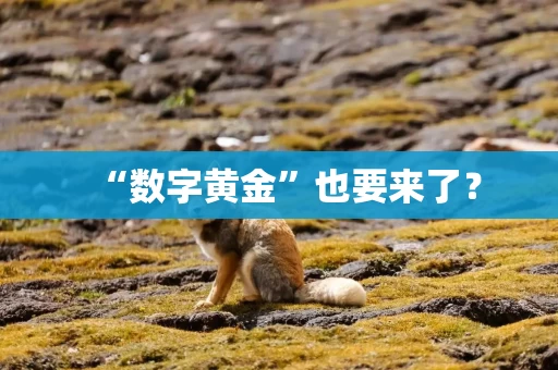 “数字黄金”也要来了？