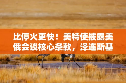 比停火更快！美特使披露美俄会谈核心条款，泽连斯基、欧盟及欧洲领导人赴美