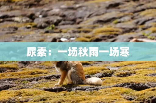 尿素：一场秋雨一场寒