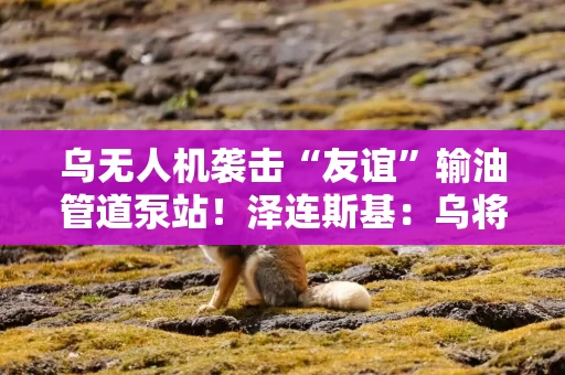 乌无人机袭击“友谊”输油管道泵站！泽连斯基：乌将对非短缺武器实施受控出口！俄乌外长最新发声