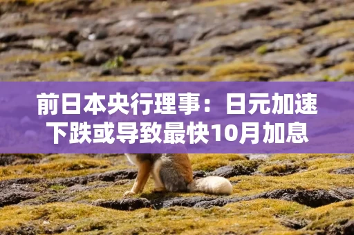前日本央行理事：日元加速下跌或导致最快10月加息