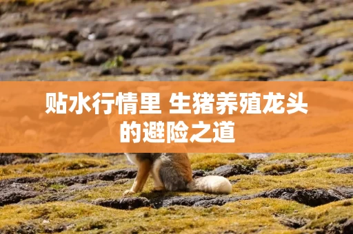 贴水行情里 生猪养殖龙头的避险之道