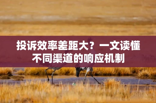投诉效率差距大？一文读懂不同渠道的响应机制