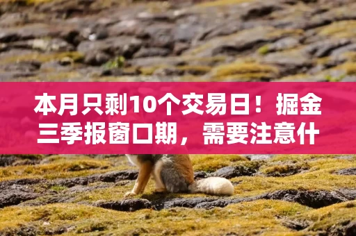 本月只剩10个交易日！掘金三季报窗口期，需要注意什么？