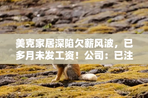 美克家居深陷欠薪风波，已多月未发工资！公司：已注意到，正内部核查