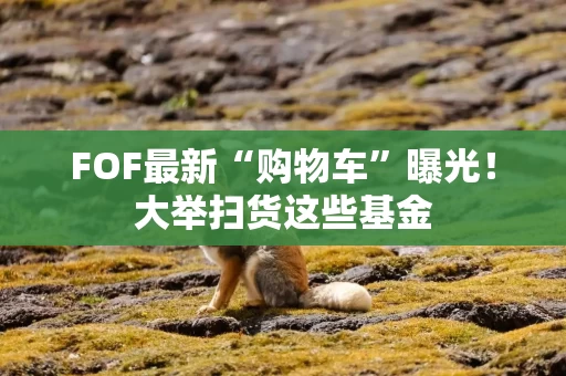 FOF最新“购物车”曝光！大举扫货这些基金