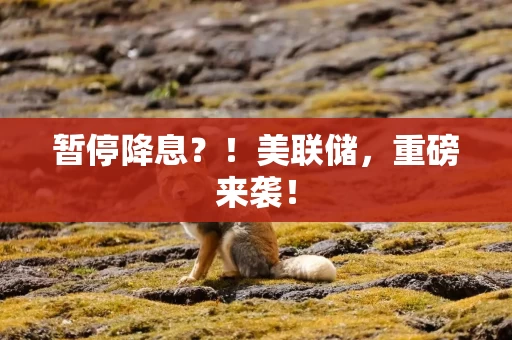 暂停降息？！美联储，重磅来袭！