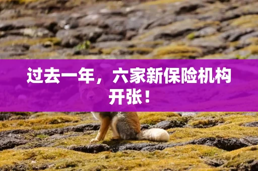 过去一年，六家新保险机构开张！