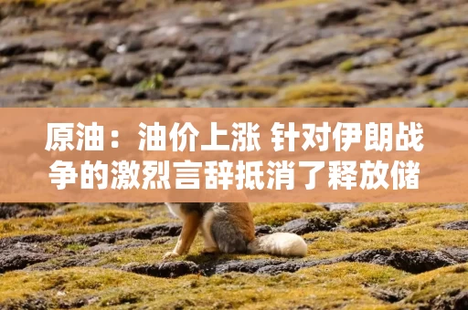 原油：油价上涨 针对伊朗战争的激烈言辞抵消了释放储备的影响