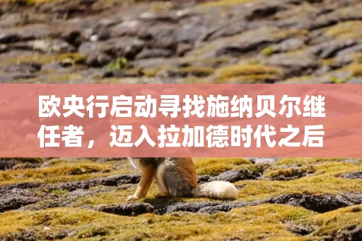 欧央行启动寻找施纳贝尔继任者,迈入拉加德时代之后的第一步 欧央行启动寻找施纳贝尔继任者,迈入拉加德时代之后的第一步