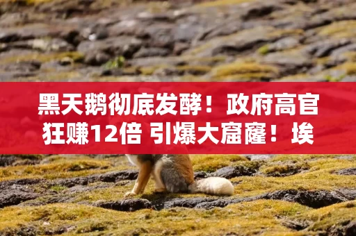 黑天鹅彻底发酵!政府高官狂赚12倍 引爆大窟窿!埃尔多安紧急行动 清算来了 黑天鹅彻底发酵!政府高官狂赚12倍 引爆大窟窿!埃尔多安紧急行动 清算来了