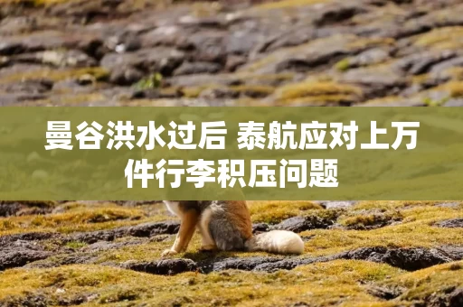 曼谷洪水过后 泰航应对上万件行李积压问题 曼谷洪水过后 泰航应对上万件行李积压问题