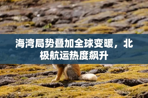 海湾局势叠加全球变暖,北极航运热度飙升 海湾局势叠加全球变暖,北极航运热度飙升