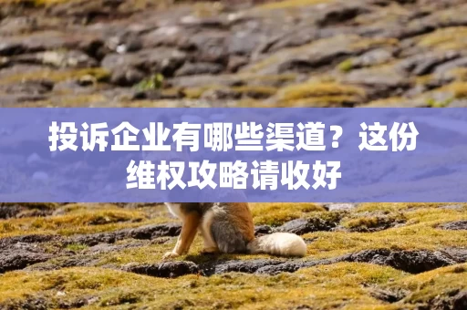 投诉企业有哪些渠道？这份维权攻略请收好