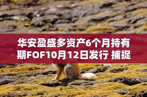 华安盈盛多资产6个月持有期FOF10月12日发行 捕捉多元投资机遇 华安盈盛多资产6个月持有期FOF10月12日发行 捕捉多元投资机遇