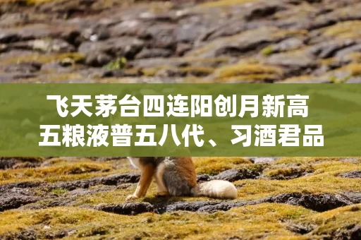 飞天茅台四连阳创月新高 五粮液普五八代、习酒君品回落 飞天茅台四连阳创月新高 五粮液普五八代、习酒君品回落