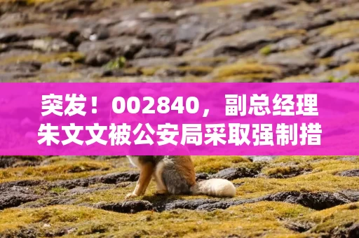 突发!002840,副总经理朱文文被公安局采取强制措施 突发!002840,副总经理朱文文被公安局采取强制措施