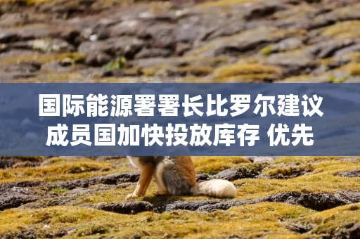 国际能源署署长比罗尔建议成员国加快投放库存 优先柴油