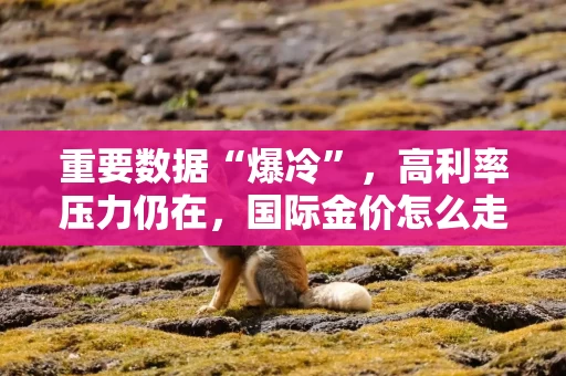 重要数据“爆冷”,高利率压力仍在,国际金价怎么走? 重要数据“爆冷”,高利率压力仍在,国际金价怎么走?