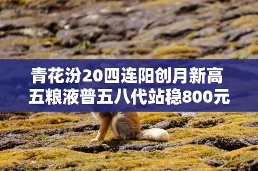 青花汾20四连阳创月新高 五粮液普五八代站稳800元 习酒君品、洋河梦之蓝M6+重跌 青花汾20四连阳创月新高 五粮液普五八代站稳800元 习酒君品、洋河梦之蓝M6+重跌