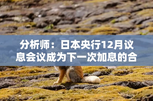 分析师：日本央行12月议息会议成为下一次加息的合理时机