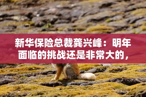 新华保险总裁龚兴峰:明年面临的挑战还是非常大的,整体业务将坚持稳中求进 新华保险总裁龚兴峰:明年面临的挑战还是非常大的,整体业务将坚持稳中求进