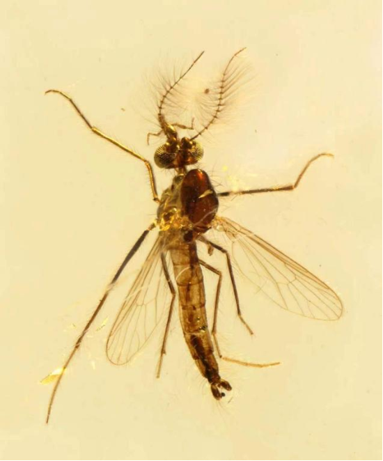 本次发现的两枚黎巴嫩琥珀中1.3亿年前的雄蚊子（来源：南京古生物研究所）