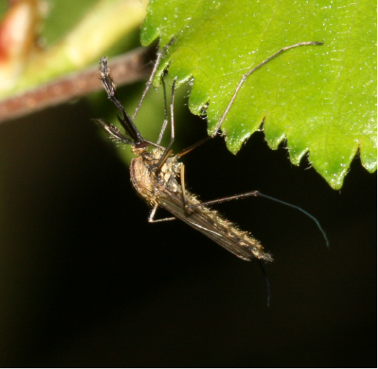 吸食植物汁液的雄性蚊子 （图片来源：Wikipedia）