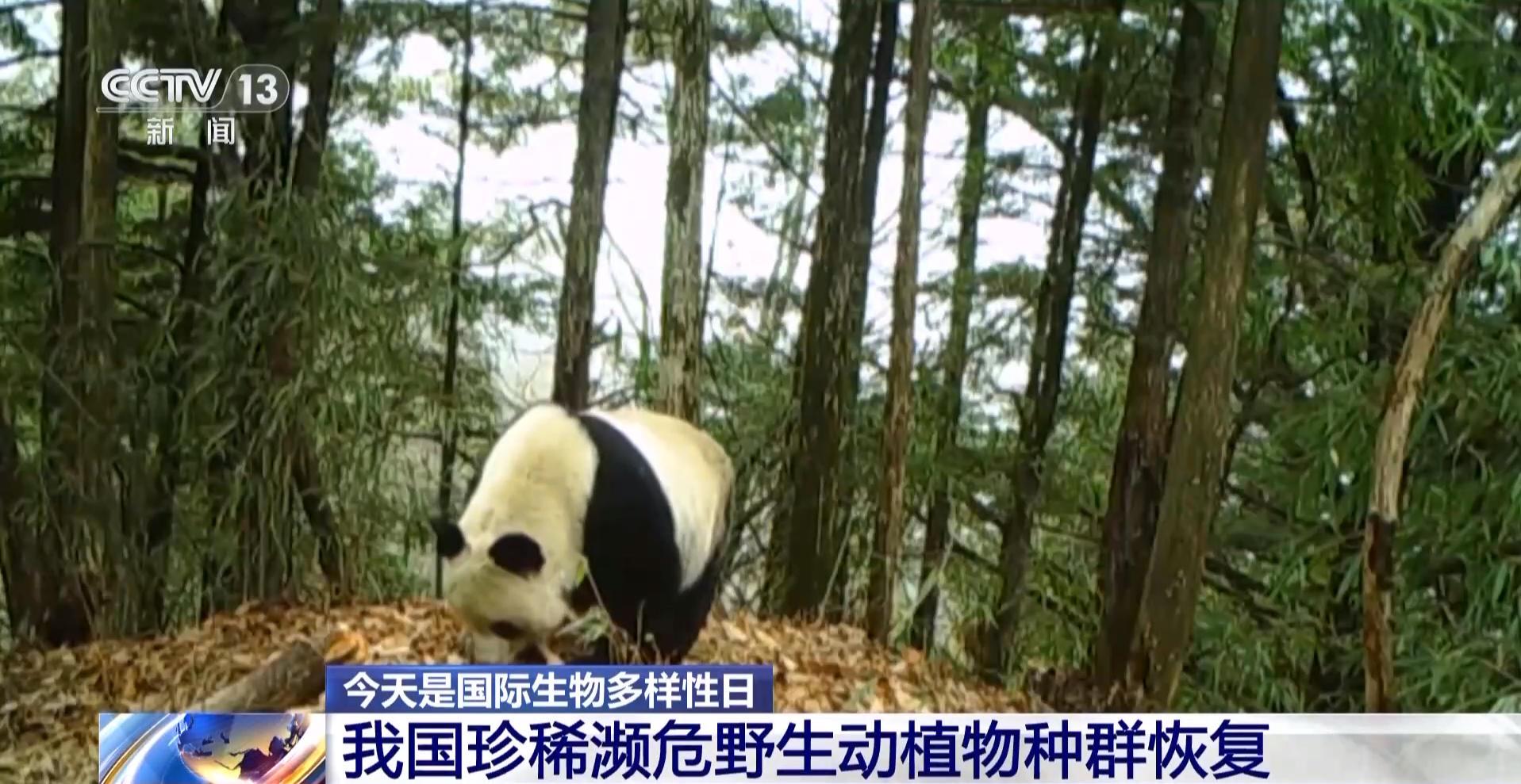 我国生物多样性保护成效如何？这份“成绩单”亮了_我国生物多样性保护成效如何？这份“成绩单”亮了_
