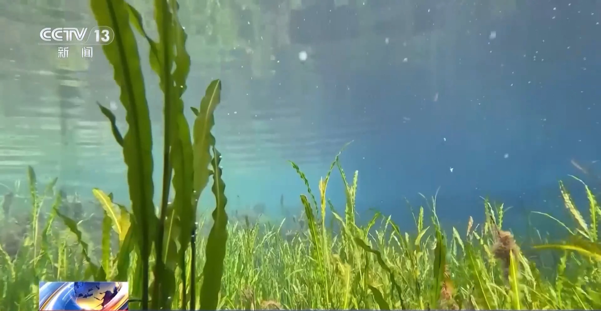 _我国生物多样性保护成效如何？这份“成绩单”亮了_我国生物多样性保护成效如何？这份“成绩单”亮了